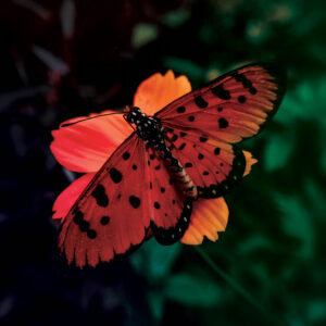 FW0226_WIP_AnjaChristoffersen2