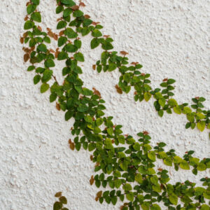 FW1225_ClaudiaBarriga-Larriviere2