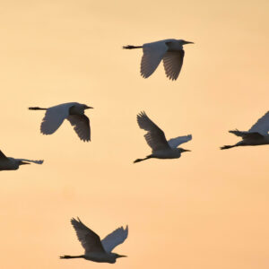 FW1225_FourPillarsofCollab2