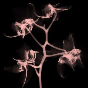 FW_Brain_EventSQ